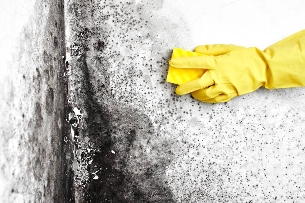 Best Fast Mold Removal  in Gooding, ID