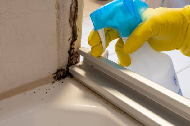 Best Local Mold Removal Service  in Gooding, ID