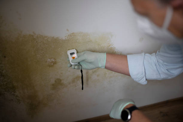 Best Toxic Mold Removal  in Gooding, ID