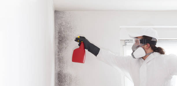 Reliable Gooding, ID Mold Removal Solutions