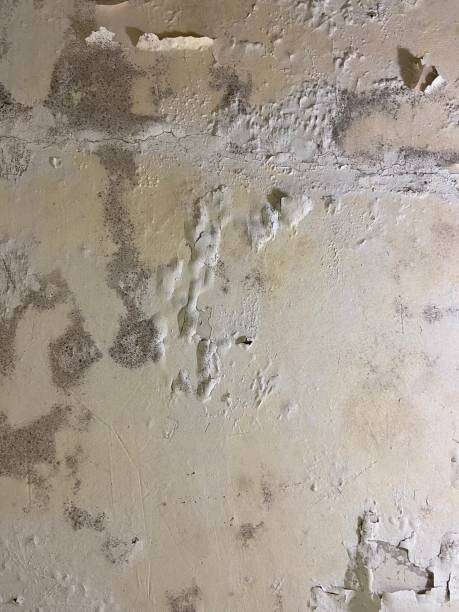 Best Affordable Mold Removal  in Gooding, ID