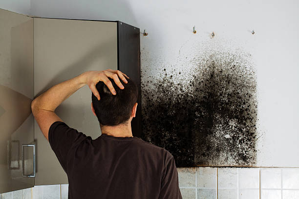 Best Mold Removal Near Me  in Gooding, ID