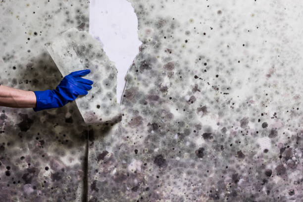Best Residential Mold Removal  in Gooding, ID