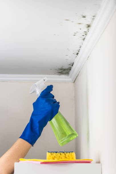 Best Commercial Mold Removal  in Gooding, ID